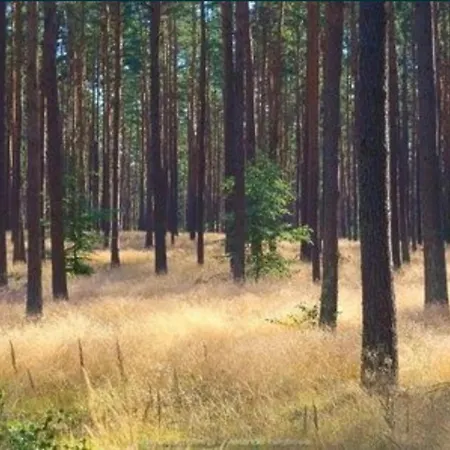 Domek Cieszyno * Cieszyno